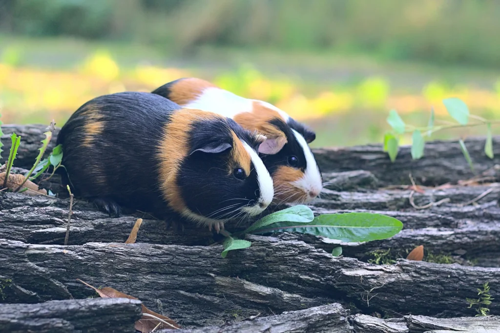 Key FAQS About Adopting (And Caring For) Guinea Pigs