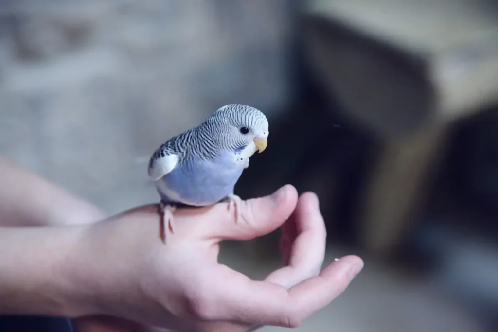 Setting Up Polly’s Bird Cage