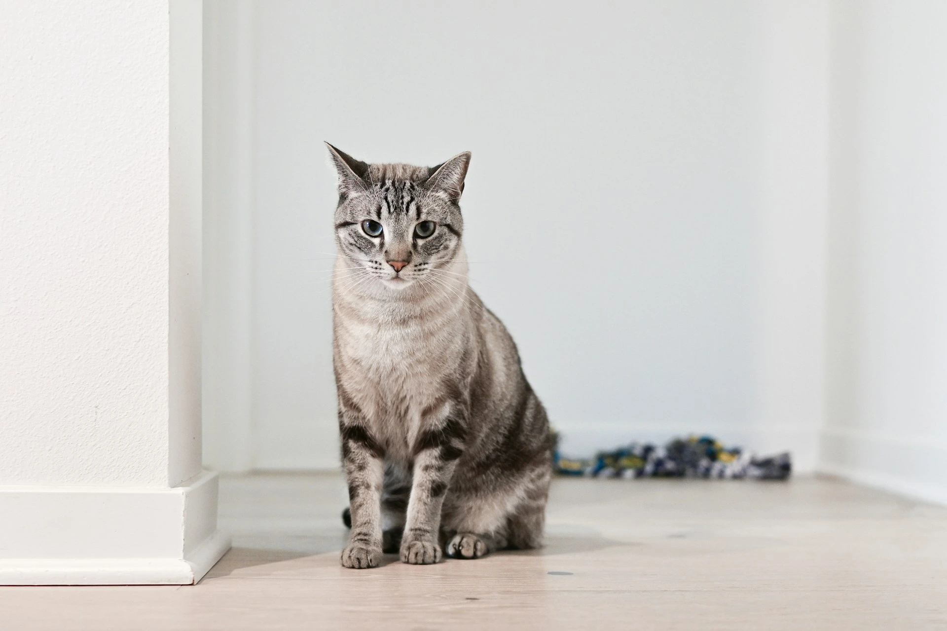A tabby cat sits on a light wood floor.