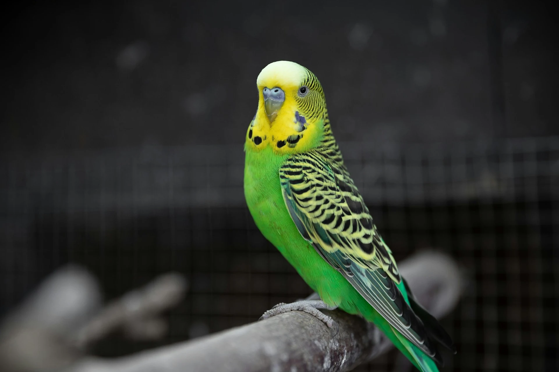 A green and yellow budgie perches on a wooden branch against a blurred background.