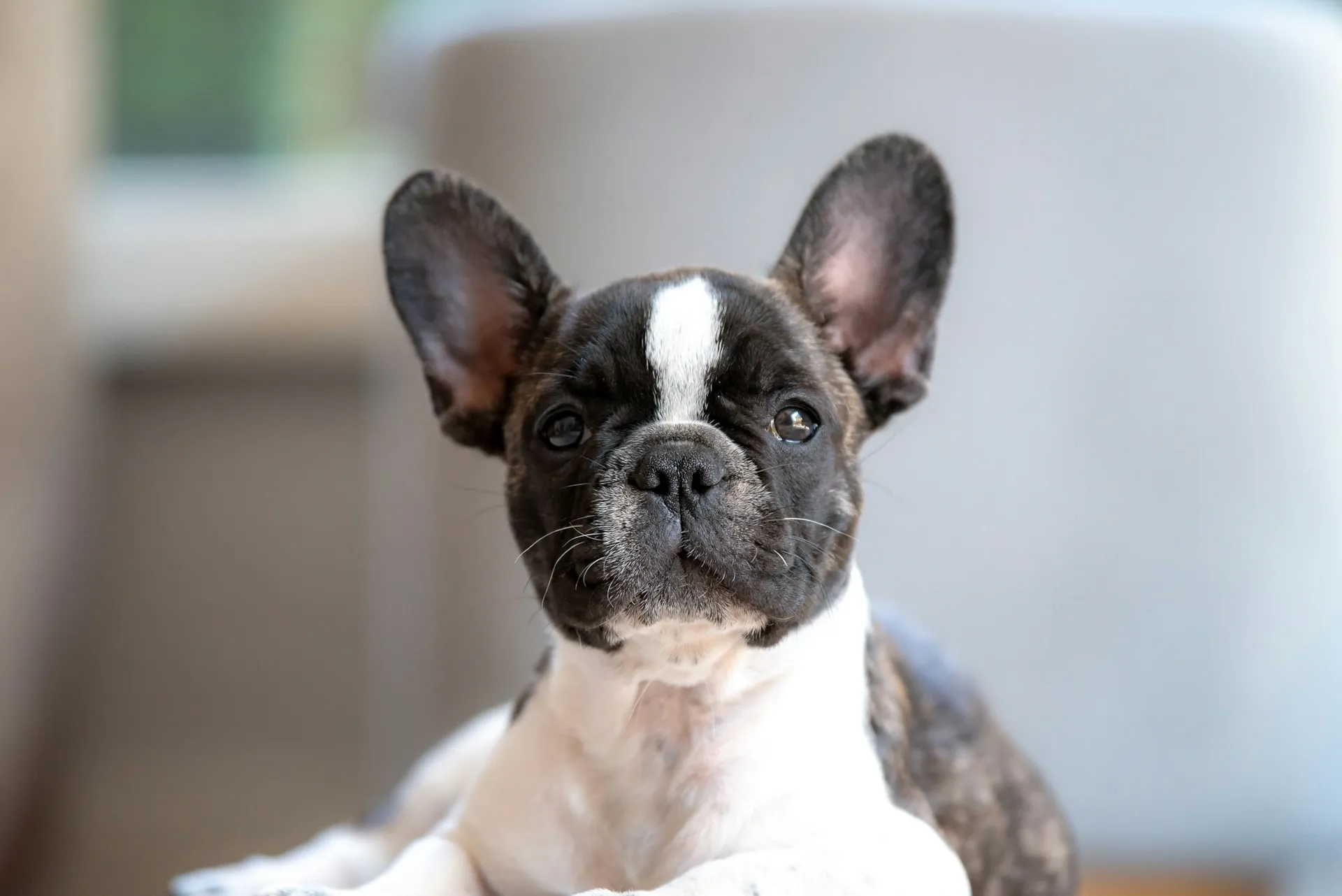 A French Bulldog puppy looking directly at the camera.