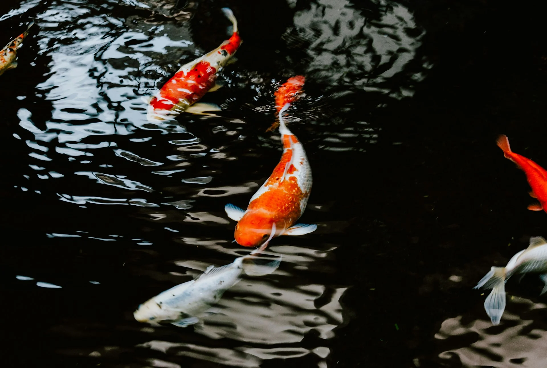 An overhead view of a koi pond.